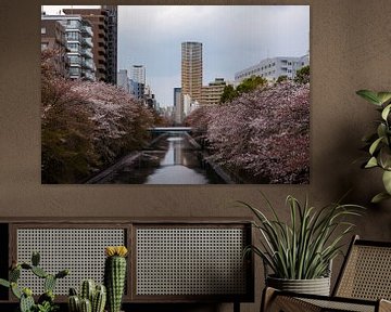 Meguro Tokio mit Kirschblüten von Luis Emilio Villegas Amador