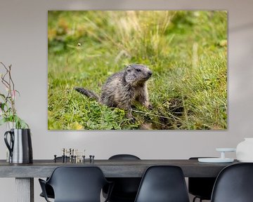 Marmotte des Alpes dans un pré alpin suisse sur Reinier Holster