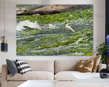 Fishing Capped Heron in the Suriname river at Tapawatra sula by Lex van Doorn