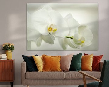 Tak van de witte bloemen van de orchidee Phalaenopsis