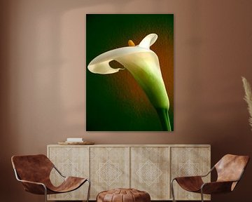 Anthurium van Kristel van den Boom