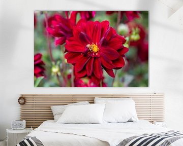 Un dahlia rouge sur Reinier Holster