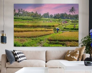 Rice plantation in rural Java in Indonesia at sunset at sunset by Eye on You