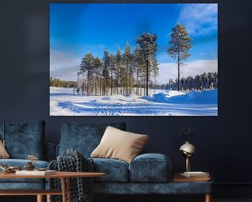Landscape with snow and trees in winter in Kuusamo, Finland