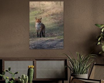 Renard dans les dunes d'Amsterdam sur Peter Bartelings