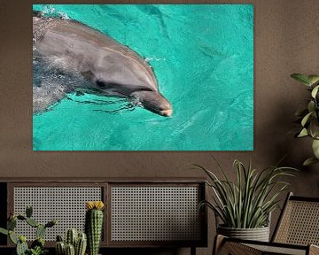 Grand dauphin à Curaçao sur Karel Frielink