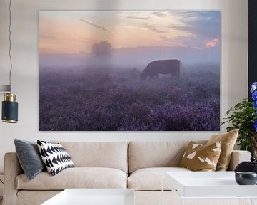 Misty purple heather with Scottish highlanders by Tim Vlielander