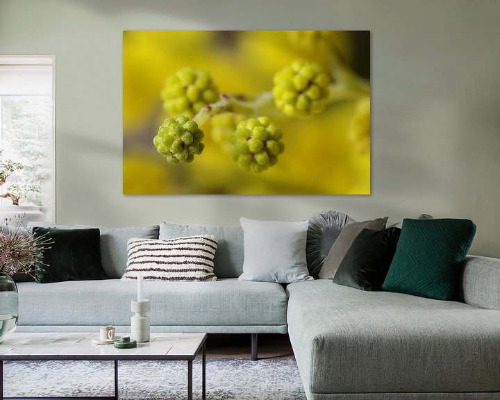 Sfeerimpressie: Mimosa, macrofotografie van Watze D. de Haan