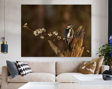 Spotted woodpecker on blossom branch by Ilona Hogers