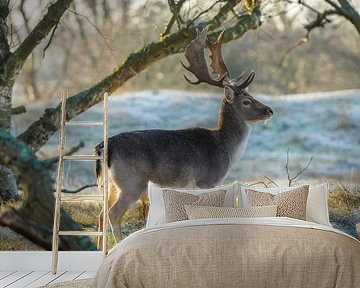 Damherten in natuurgebied