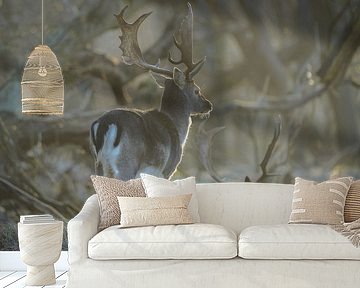 Damherten in natuurgebied