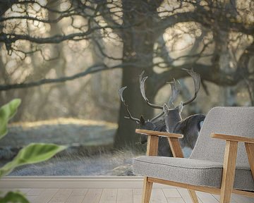 Damherten in natuurgebied