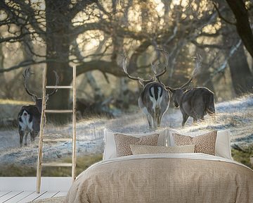 Damherten in natuurgebied