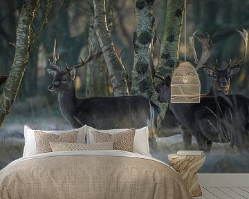 Damherten in natuurgebied