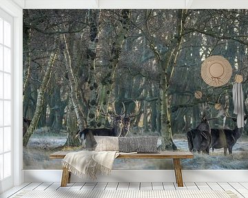 Damherten in natuurgebied