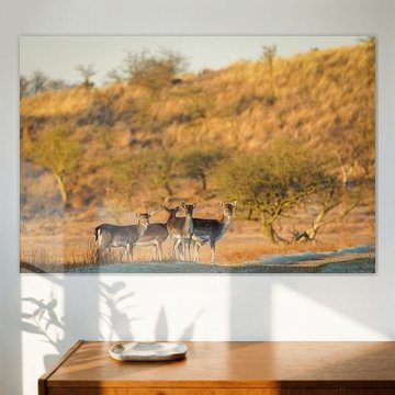 Daims dans une réserve naturelle