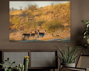 Fallow deer in nature reserve by Dirk van Egmond