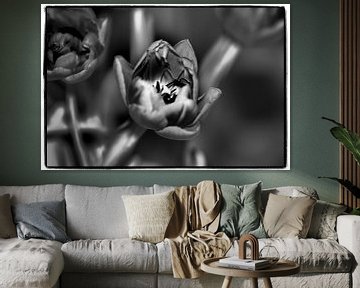 Tulpen in Schwarz und Weiß von Pictures by Van Haestregt
