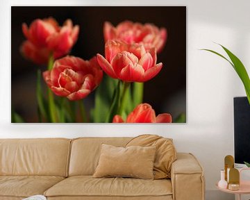 Tulpen in Farbe von Pictures by Van Haestregt