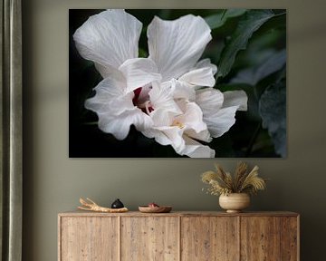 Blooming white hibiscus in the rainforest by Ulrike Leone