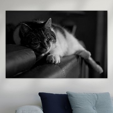 Sleeping cat