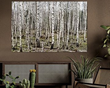 Junger Birkenwald in einer Winterlandschaft auf der Veluwe von John Duurkoop