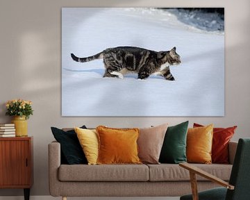 Deep snow doesn't stop the cat from going on the hunt by Harald Schottner