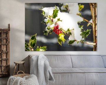 Snow-covered holly branch with red fruits, simply beautiful by Harald Schottner