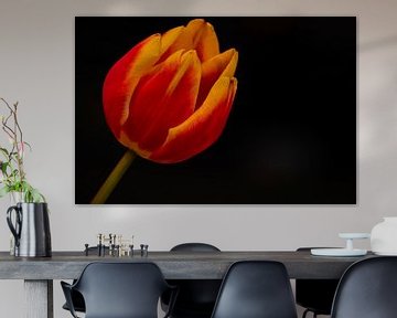 La tulipe enflammée dans l'obscurité. sur Robby's fotografie