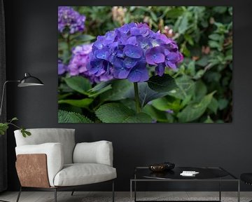 Paars blauwe bloem van een Hortensia van Idema Media