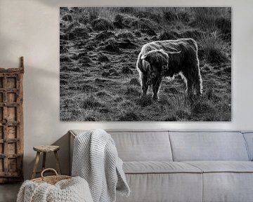 Meadow in Black and White - Scottish Highlander in Monochrome by Femke Ketelaar