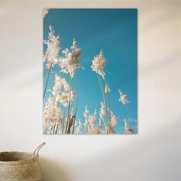 Natuurfoto: Pampasgras