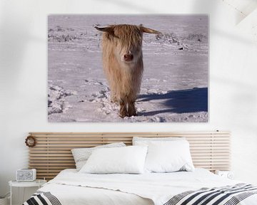 Vache Highland en hiver (1 de 3) sur Hans Stuurman