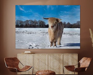 Vache Highland en hiver (3 de 3)