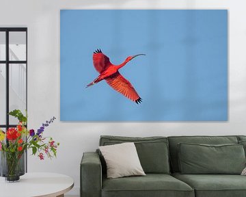 Vlammende Vlucht boven Bigi Pan van Lex van Doorn