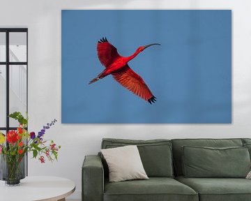 Roter Ibis von Lex van Doorn