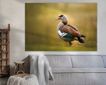 Nijlgans in het avondlicht | vogel fotografie | Egyptian goose | fotobehang van Laura Dijkslag