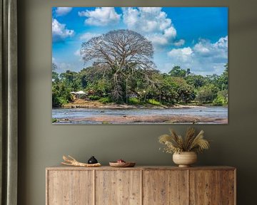 The Kapok or Kankantrie tree on the Suriname river by Lex van Doorn