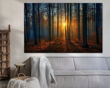 Rayons dorés du matin dans la forêt d'automne