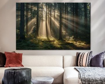 Lumière magique dans la forêt d'automne