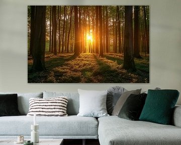 Lumière radieuse du matin dans la forêt