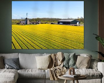 Luchtfoto van bloeiende bollenvelden en een traditionele molen in Nederland van Eye on You