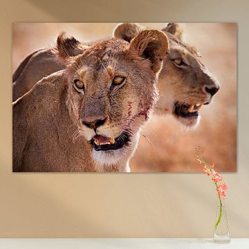 lions by Paul Jespers