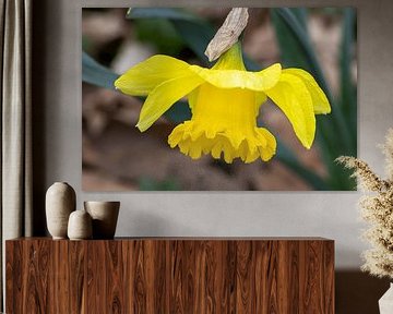 Daffodil