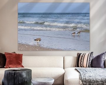 Turnstone on the beach of Norderney by Catrin Grabowski