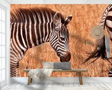 jonge zebra van Paul Jespers