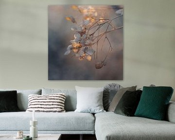 Fleurs d'hortensia à la lumière douce et dorée sur Imladris Images