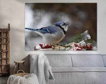 A blue jay at the feeder by Claude Laprise