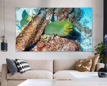 Green moray eel by Roel Jungslager