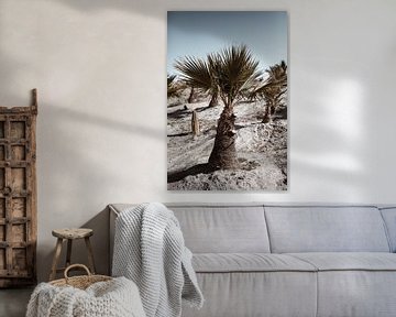 Cactussen en palmbomen aan de noordkant van Almeria van Fotografia Elegante